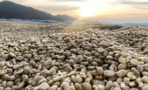 Read more about the article รู้ไหม?….ทำไมกาแฟจึงสร้างรายได้และเป็นเครื่องดื่มที่ได้รับความนิยมจากทั่วทุกมุมโลก