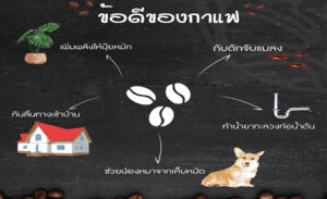 Read more about the article ข้อดีของกาแฟ EP.2