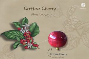 Read more about the article Coffee Cherry Physiology