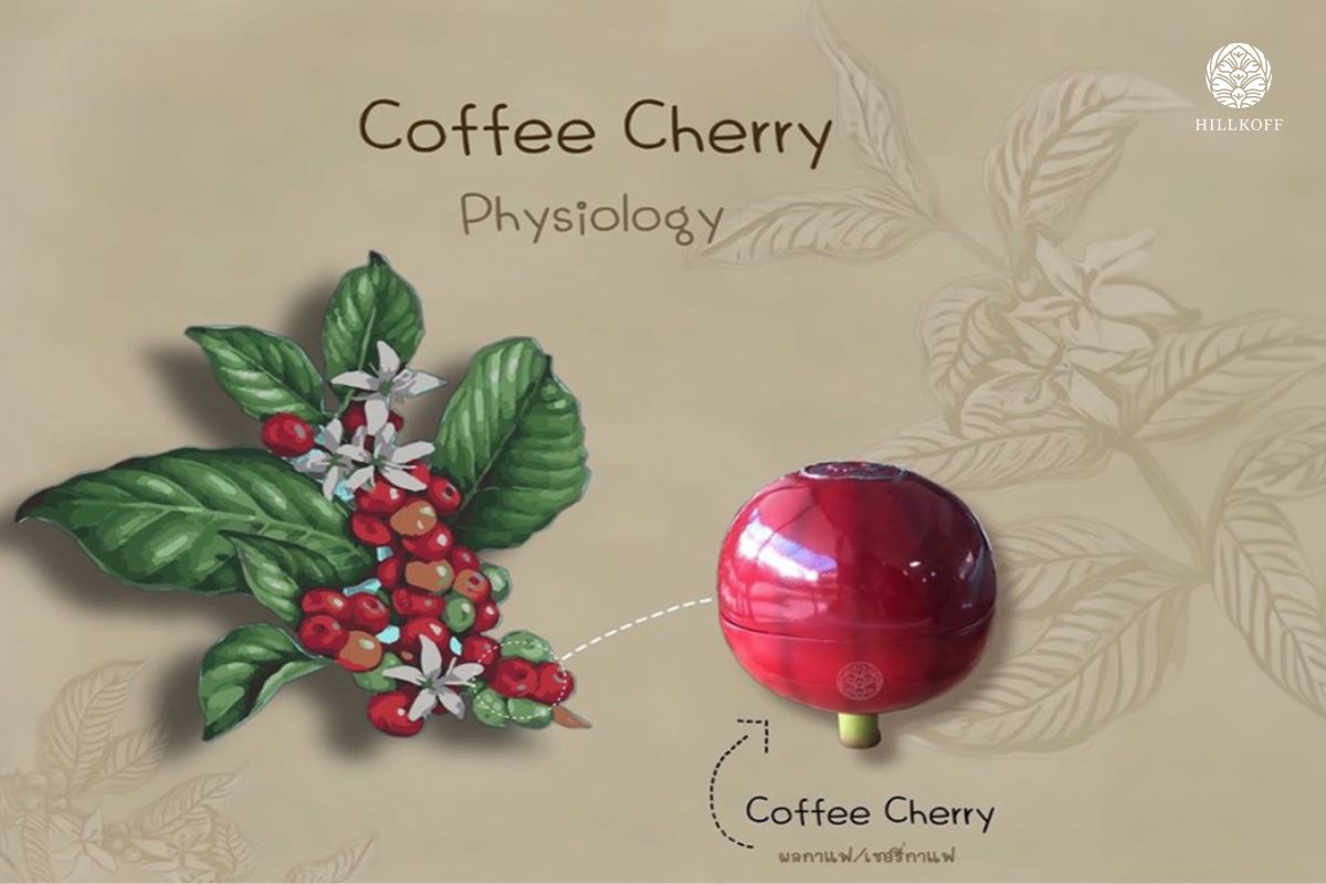 You are currently viewing Coffee Cherry Physiology