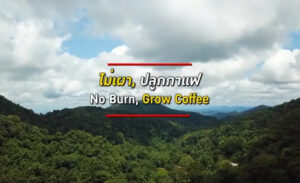 Read more about the article Growing Coffee to Reduce Burning