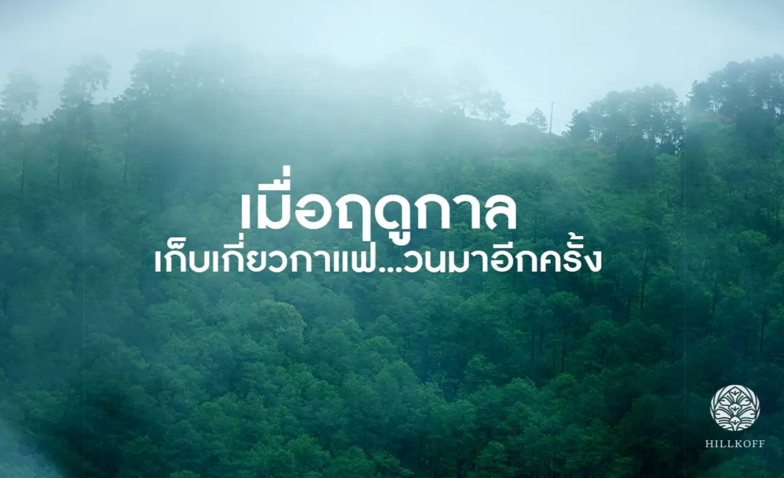 You are currently viewing เมื่อฤดูกาลเก็บเกี่ยวกาแฟ.. วนมาอีกครั้ง..