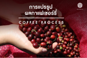 Read more about the article การแปรรูปผลกาแฟเชอร์รี่