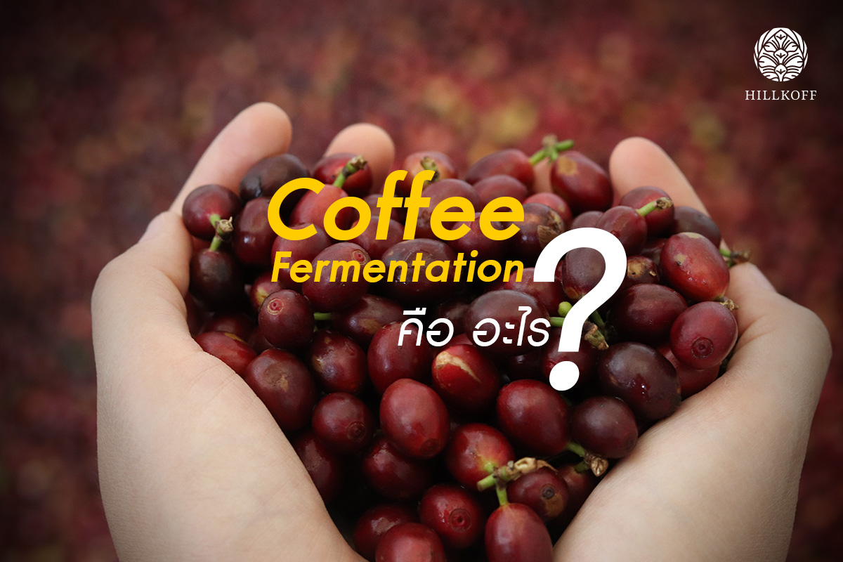 You are currently viewing Coffee Fermentation คืออะไร ?